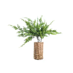 28" Cedar Spray