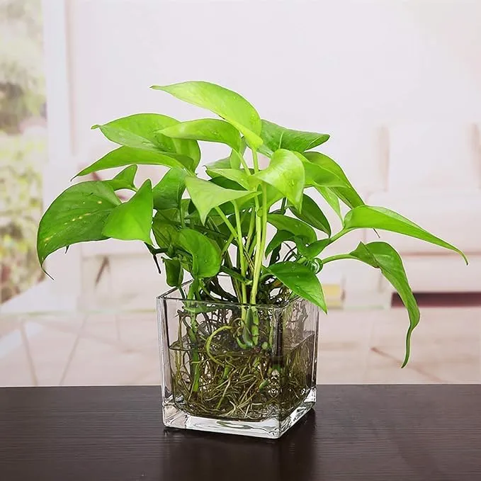 Relanta Home Decoration Glass Tall Square Vase for Home Decor | Office,Bar, Table Decorative Items Pack of- (2)