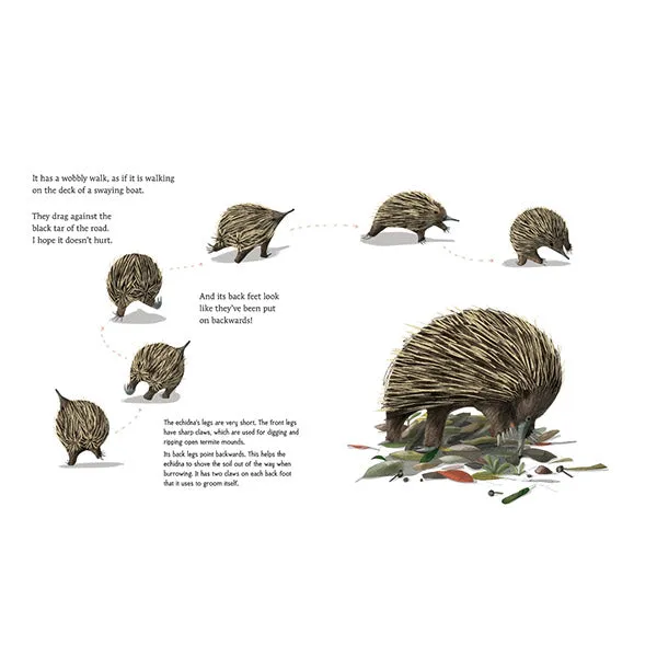 The Echidna Near My Place